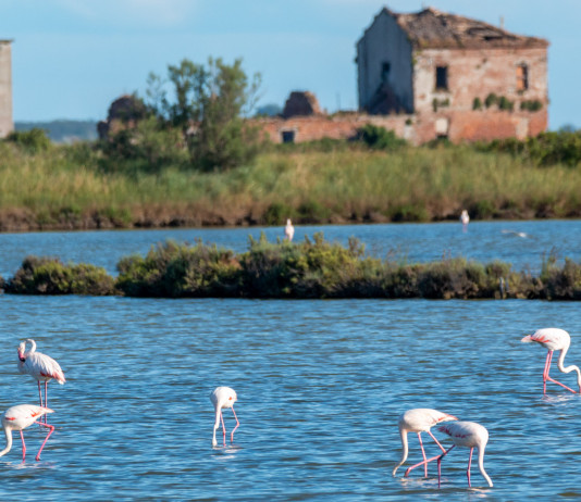Il delta del Po nel Manifesto della biodiversità Face Il delta del Po nel Manifesto della biodiversità Face