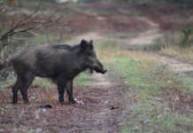 La storia del cinghiale maremmano La storia del cinghiale maremmano