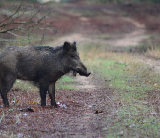 La storia del cinghiale maremmano La storia del cinghiale maremmano