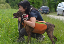 L’invecchiamento del cane da seguita: ecco quando e come pensionarlo L’invecchiamento del cane da seguita: in foto un soggetto di Gianni Perotti