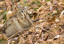 Salvo il calendario venatorio della Puglia Salvo il calendario venatorio della Puglia: beccaccia tra le foglie