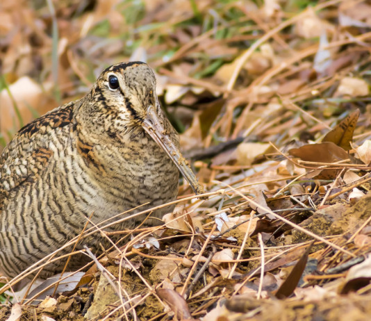 Salvo il calendario venatorio della Puglia Salvo il calendario venatorio della Puglia: beccaccia tra le foglie