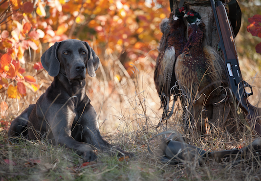 Weimaraner sotto la lente: intervista a Dario Raimondi Cominesi weimaraner