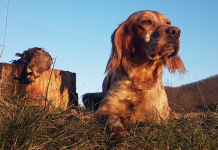 Beccacce che Passione 6 2021: in edicola Beccacce che passione 6 2021