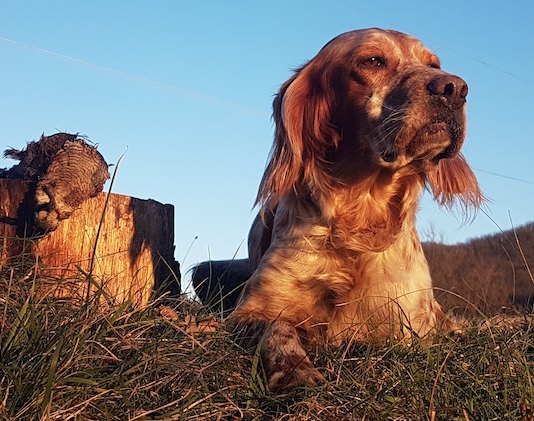 Beccacce che Passione 6 2021: in edicola Beccacce che passione 6 2021