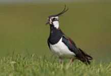 Sospesa la caccia alla pavoncella in Campania Sospesa la caccia alla pavoncella in Campania