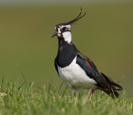 Sospesa la caccia alla pavoncella in Campania Sospesa la caccia alla pavoncella in Campania
