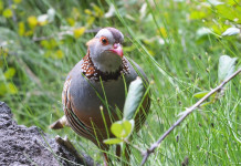 Una giornata in più per lepre sarda e pernice sarda Una giornata in più per lepre sarda e pernice sarda: pernice sarda (alectoris barbara) in mezzo all'erba