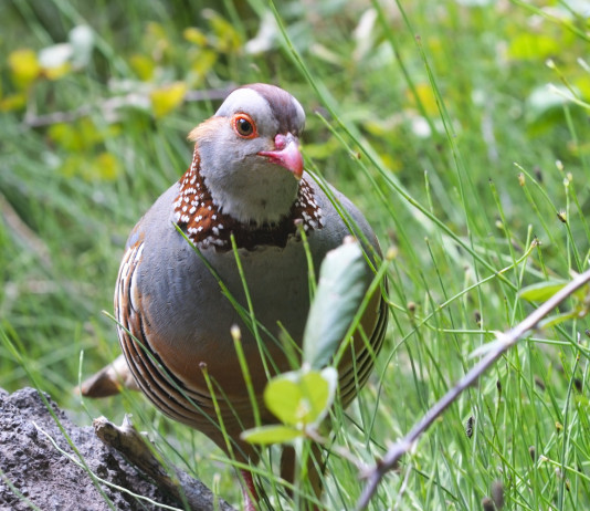 Una giornata in più per lepre sarda e pernice sarda Una giornata in più per lepre sarda e pernice sarda: pernice sarda (alectoris barbara) in mezzo all'erba