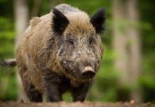 Approvato il nuovo piano d’abbattimento di ungulati in Friuli Venezia Giulia nuovo piano d’abbattimento di ungulati in Friuli Venezia Giulia: cinghiale nella foresta