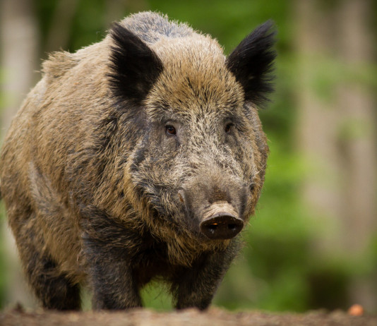 Approvato il nuovo piano d’abbattimento di ungulati in Friuli Venezia Giulia nuovo piano d’abbattimento di ungulati in Friuli Venezia Giulia: cinghiale nella foresta