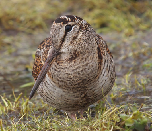 Calendario venatorio della Sicilia: Tar accoglie ricorso Calendario venatorio della Sicilia: beccaccia