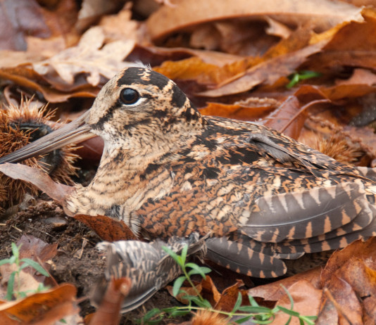 Calendario venatorio della Sicilia: il chiarimento della Regione Calendario venatorio della Sicilia: beccaccia sotto un castagno
