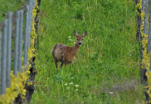Confagricoltura sollecita l’approvazione del piano faunistico-venatorio toscano Confagricoltura sollecita l’approvazione del piano faunistico-venatorio toscano: capriolo in una vigna