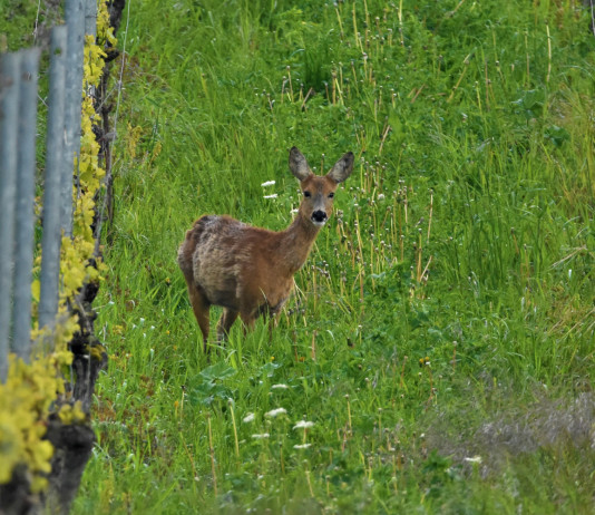 Confagricoltura sollecita l’approvazione del piano faunistico-venatorio toscano Confagricoltura sollecita l’approvazione del piano faunistico-venatorio toscano: capriolo in una vigna