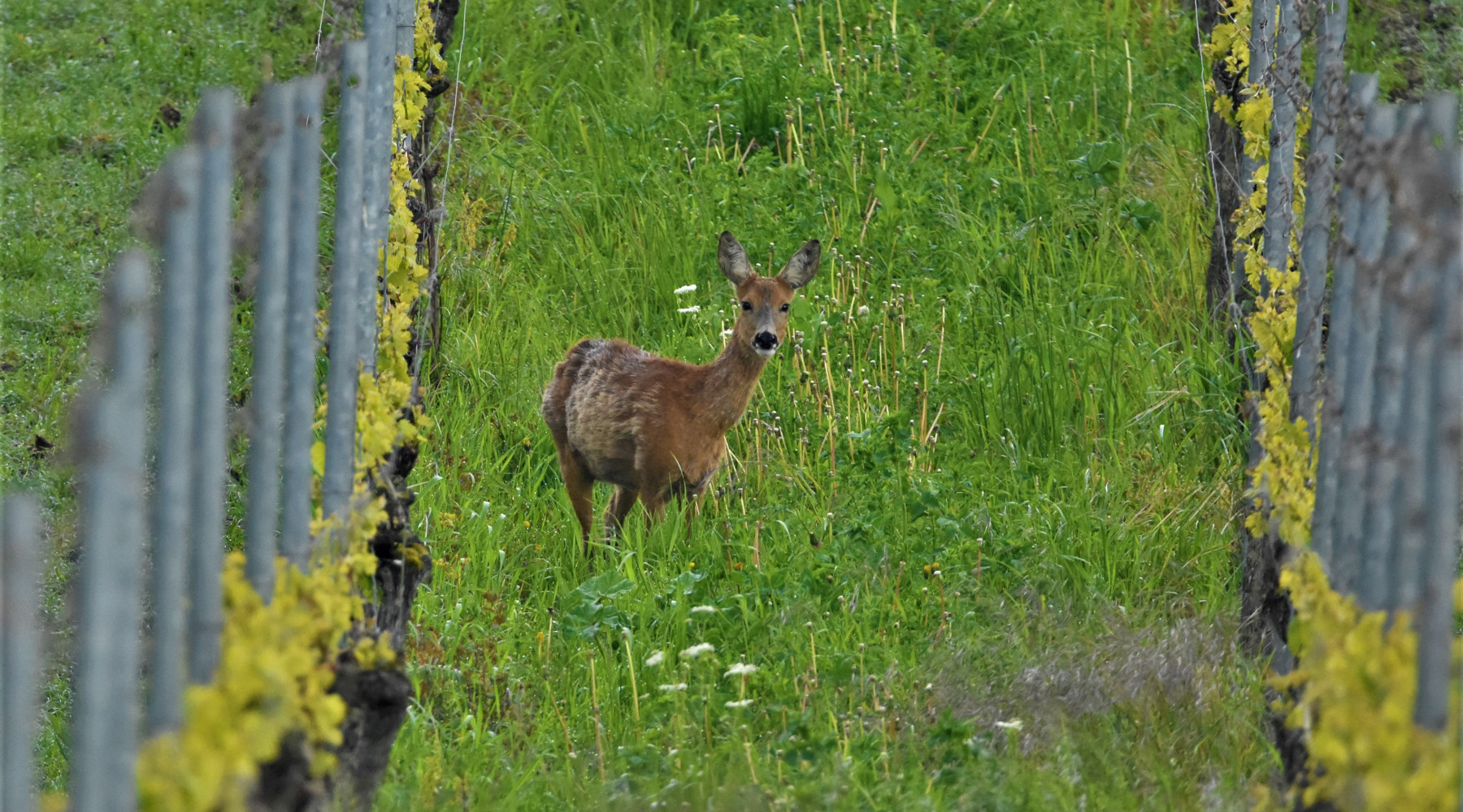 Confagricoltura sollecita l’approvazione del piano faunistico-venatorio toscano Confagricoltura sollecita l’approvazione del piano faunistico-venatorio toscano: capriolo in una vigna