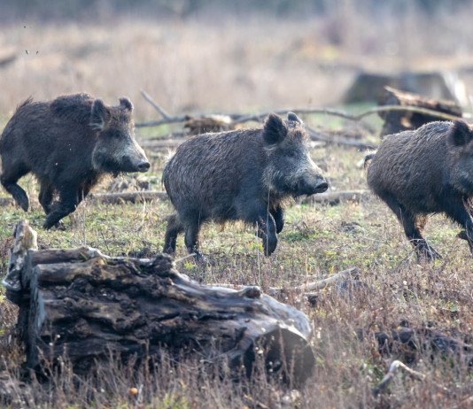Controllo del cinghiale in Emilia Romagna, le richieste della Lega Controllo del cinghiale in Emilia Romagna: tre cinghiali nella foresta
