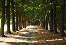 Controllo faunistico nel Parco La Mandria: ecco come candidarsi Controllo faunistico nel Parco La Mandria