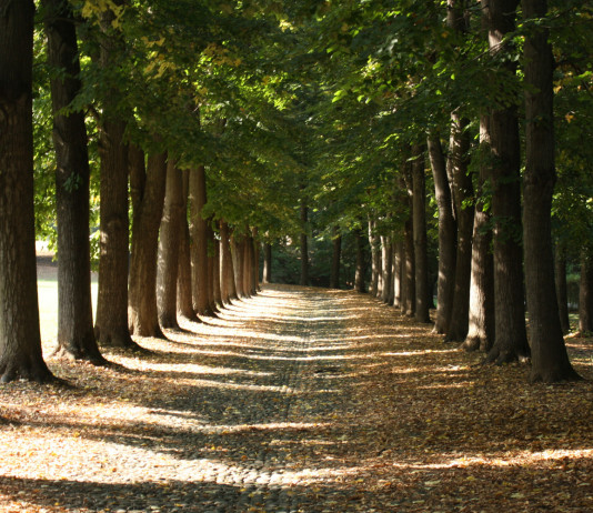 Controllo faunistico nel Parco La Mandria: ecco come candidarsi Controllo faunistico nel Parco La Mandria