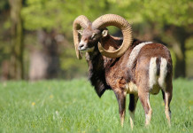 Eradicazione dei mufloni dal Giglio: l’analisi di Boitani su Repubblica Eradicazione dei mufloni dal Giglio l’analisi di Boitani su Repubblica