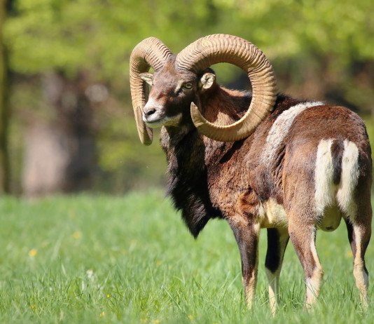 Eradicazione dei mufloni dal Giglio: l’analisi di Boitani su Repubblica Eradicazione dei mufloni dal Giglio l’analisi di Boitani su Repubblica