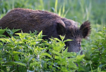 Esame per la caccia collettiva al cinghiale: il corso di Federcaccia Esame per la caccia collettiva al cinghiale: cinghiale nella macchia