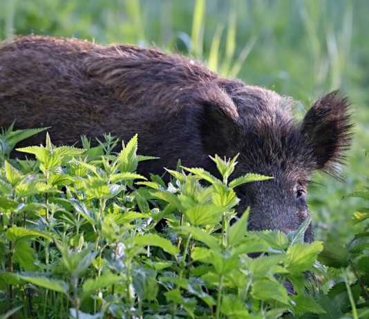 Esame per la caccia collettiva al cinghiale: il corso di Federcaccia Esame per la caccia collettiva al cinghiale: cinghiale nella macchia
