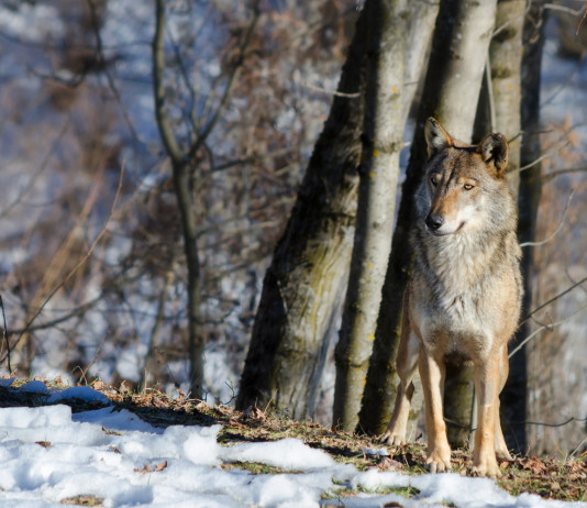 Lupi ibridi, interrogazione in Friuli Venezia Giulia Lupi ibridi sulle Alpi
