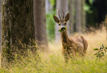 Master in amministrazione e gestione della fauna selvatica: aperte le iscrizioni Master in amministrazione e gestione della fauna selvatica: capriolo nella foresta