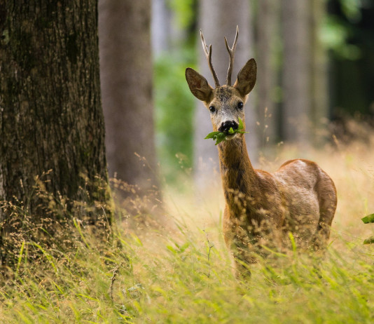 Master in amministrazione e gestione della fauna selvatica: aperte le iscrizioni Master in amministrazione e gestione della fauna selvatica: capriolo nella foresta