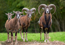 Mufloni al Giglio, abbattimenti sospesi Mufloni al Giglio, abbattimenti sospesi