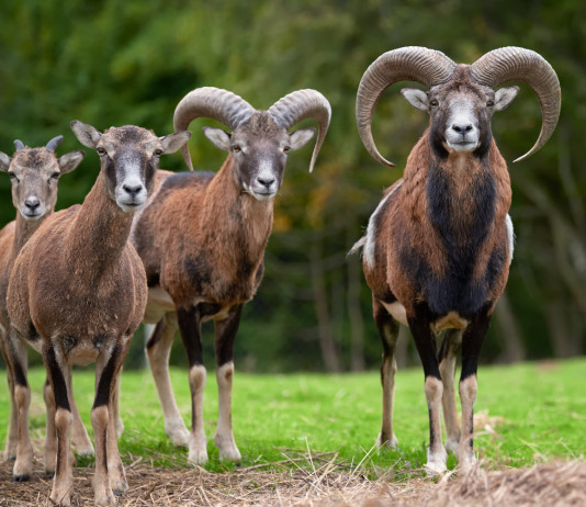 Mufloni al Giglio, abbattimenti sospesi Mufloni al Giglio, abbattimenti sospesi