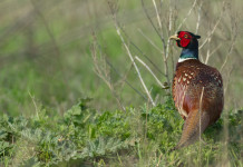 Nuovo regolamento sulla caccia in Toscana, la cabina di regia al lavoro Nuovo regolamento sulla caccia in Toscana: fagiano in ambiente naturale