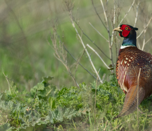 Nuovo regolamento sulla caccia in Toscana, la cabina di regia al lavoro Nuovo regolamento sulla caccia in Toscana: fagiano in ambiente naturale