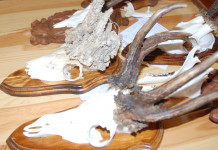 Palchi anomali e prospettive di vita Palchi anomali e prospettive di vita