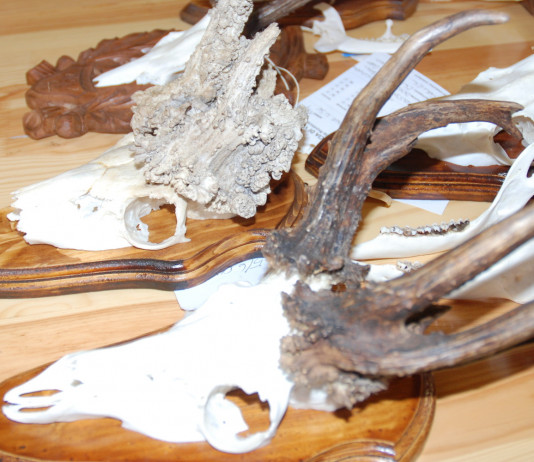 Palchi anomali e prospettive di vita Palchi anomali e prospettive di vita