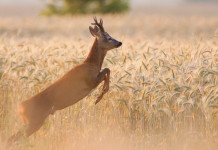 Recupero della fauna selvatica in difficoltà: Veneto stanzia fondi Recupero fauna selvatica in difficoltà: capriolo salta in campo
