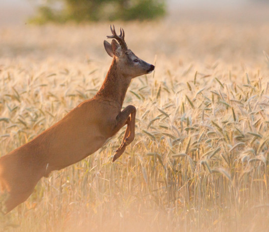 Recupero della fauna selvatica in difficoltà: Veneto stanzia fondi Recupero fauna selvatica in difficoltà: capriolo salta in campo