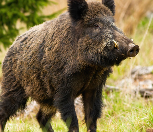 Regolamento sulla caccia in Toscana, le richieste della Cct Regolamento sulla caccia in Toscana: cinghiale in ambiente naturale