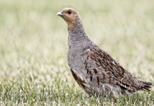 Reintroduzione della starna in Italia: l’evento di inizio dicembre Reintroduzione della starna in Italia