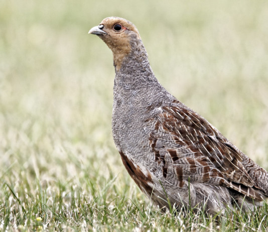 Reintroduzione della starna in Italia: l’evento di inizio dicembre Reintroduzione della starna in Italia