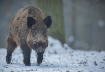 Caccia Magazine gennaio 2022 in edicola dal 18 dicembre Caccia Magazine gennaio 2022: cinghiale nella neve