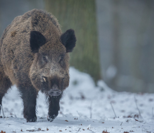 Caccia Magazine gennaio 2022 in edicola dal 18 dicembre Caccia Magazine gennaio 2022: cinghiale nella neve