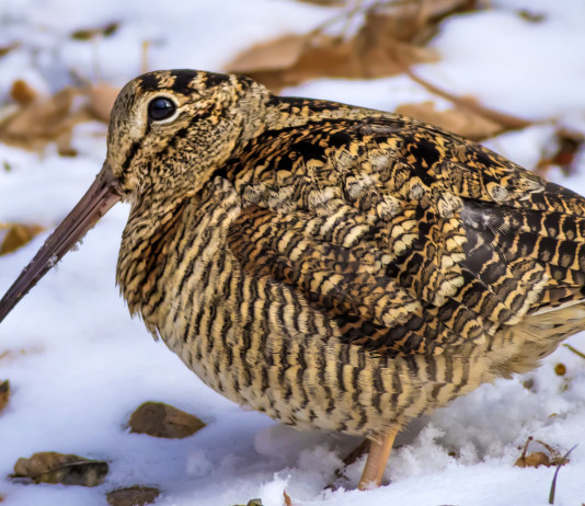 Caccia alla beccaccia in Lombardia: la situazione della settimana di Natale Caccia alla beccaccia in Lombardia: beccaccia sulla neve