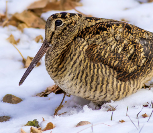 Caccia alla beccaccia in Lombardia: la situazione nelle undici province Caccia alla beccaccia in Lombardia: beccaccia sulla neve