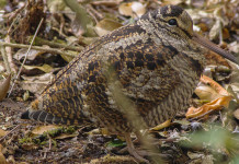 Caccia alla beccaccia in Sicilia: la sentenza Caccia alla beccaccia in Sicilia