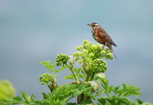 Caccia alla migratoria, le proposte dell’Arcicaccia Caccia alla migratoria: tordo sassello