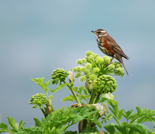 Caccia alla migratoria, le proposte dell’Arcicaccia Caccia alla migratoria: tordo sassello
