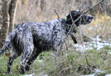 Collari satellitari, caccia e cani da ferma Collari satellitari, caccia e cani da ferma