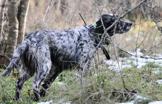 Collari satellitari, caccia e cani da ferma Collari satellitari, caccia e cani da ferma